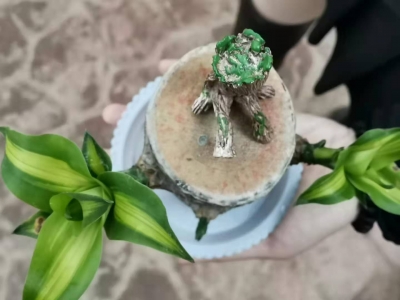 ԰Żг췫͵ľ.jpg