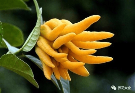���ָ�.png