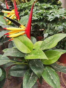 ΢��ͼƬ_20201119190817.jpg