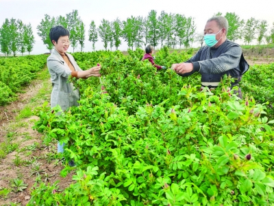 周晓（左）了解孙三学家的玫瑰种植情况.jpg