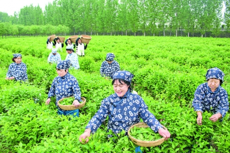 λ����ϲ�ص�ɽ������ũҵ�Ƽ����޹�˾Ա���ڲ�ժ����Ҷ.jpg