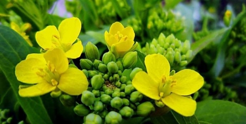 �����ײ˻�  .jpg