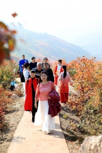 ���ͺ�Ҷ.jpeg