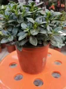 ΢��ͼƬ_20201130184417.jpg