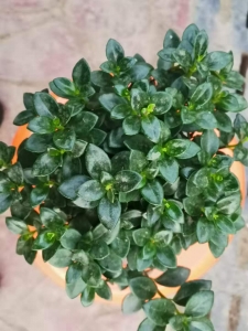 ΢��ͼƬ_20201130185212.jpg