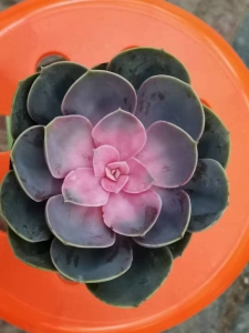 ������