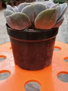 ������