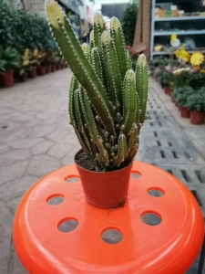 ��ָɽƽ��ͼ.jpg